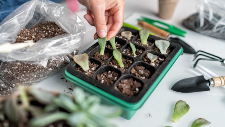 Beginners Guide to Indoor Gardening: Tips and Tricks for Success