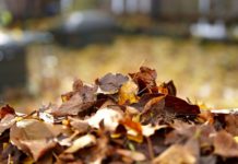 Repurposing Your Yard Waste: Transform Waste Into Value Leaves are an under useed resource