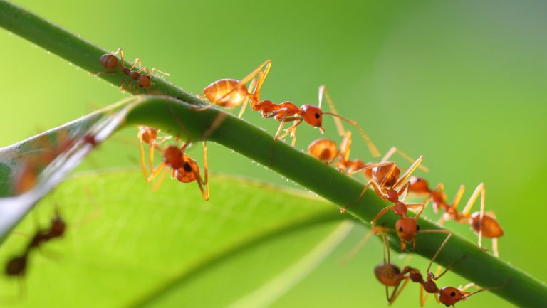 Ants in Your Garden: Friends or Foes?