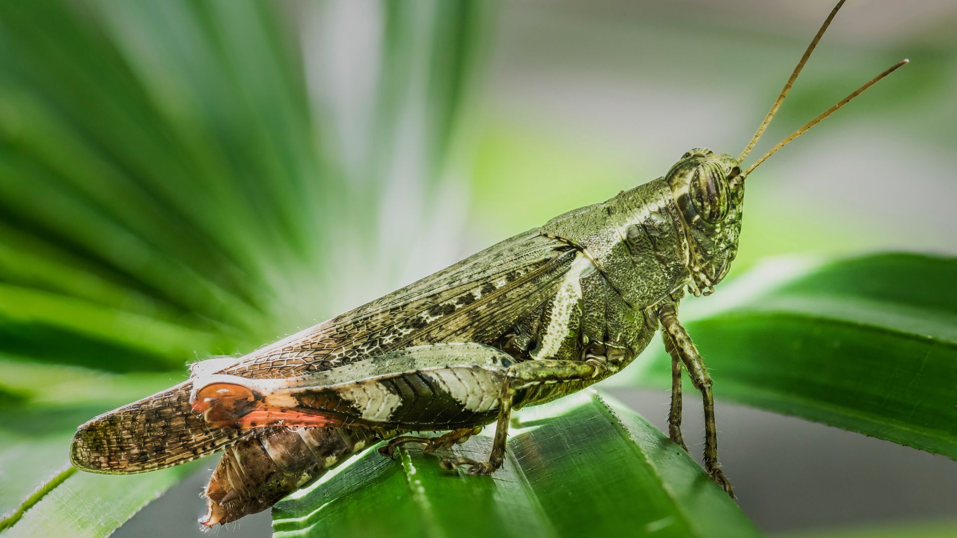 Grasshopper