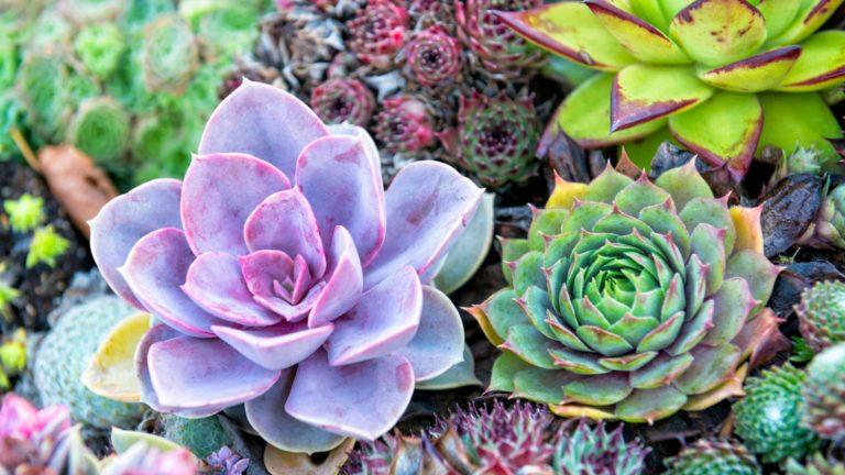 The Allure of Succulents: Easy-Care Plants for Every Home