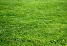 Kentucky Bluegrass: The Quintessential American Lawn Grass
