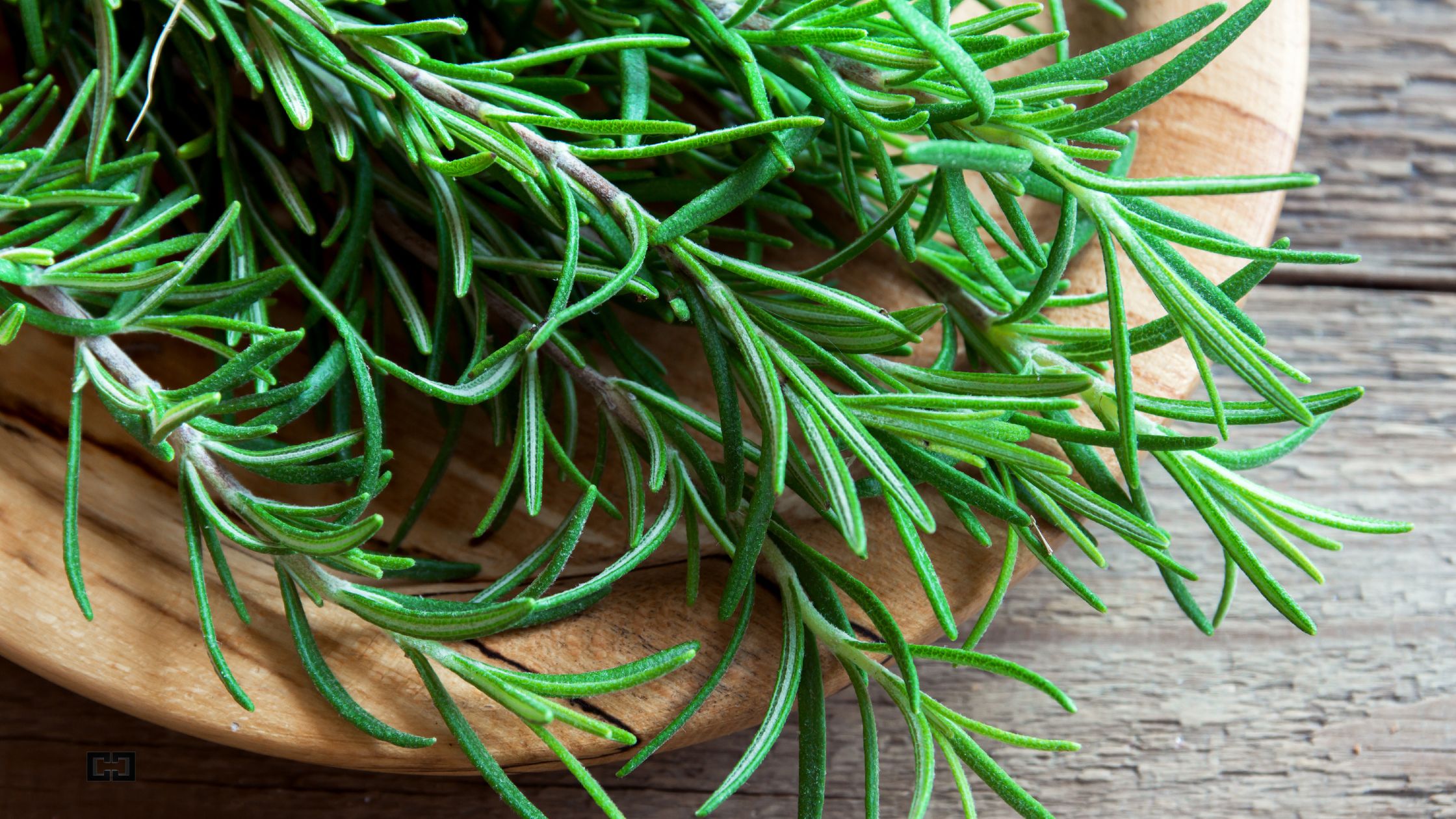 How Often to Water Rosemary for Healthy Growth