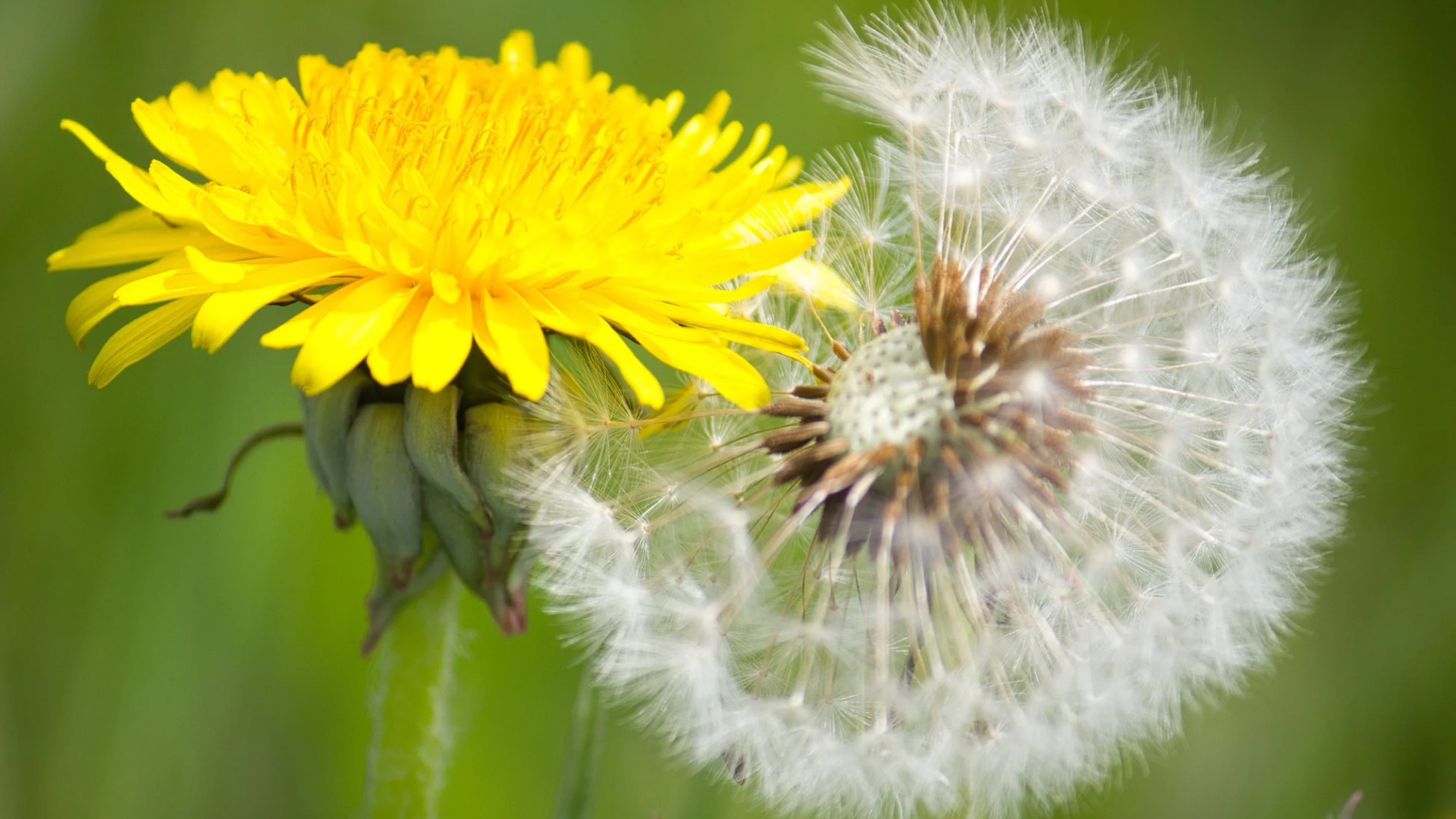 Know Your Weeds: Dandelions - Colin Can Help Library