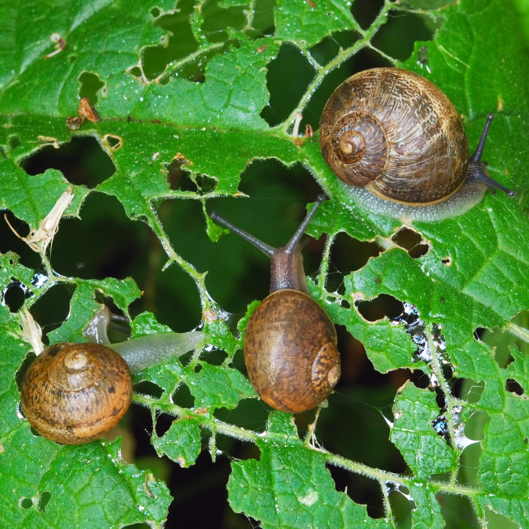 Nocturnal Nibblers: Snails - Colin Can Help Library