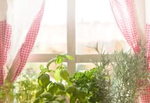 Indoor Herb Growing Tips for Fall