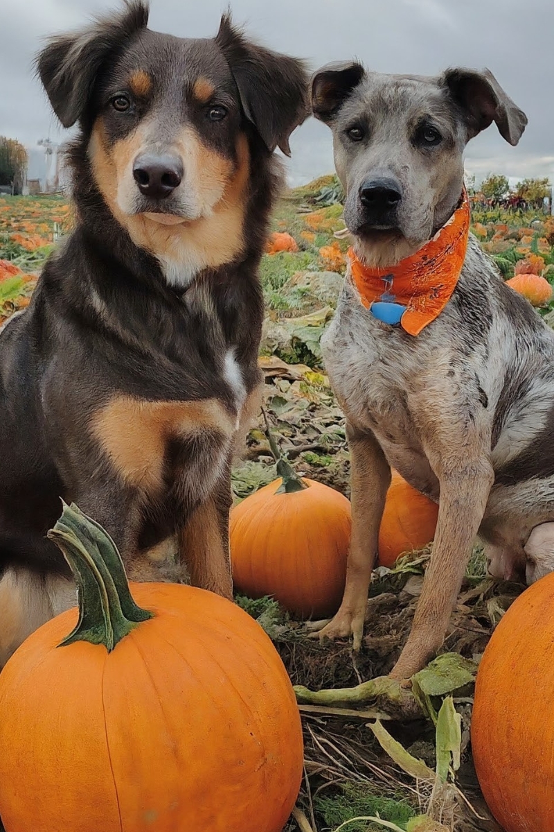 Is fashion pumpkin for dogs