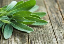Culinary Uses of Sage: From Kitchen to Table