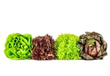 One Person Sustainable Salad Garden