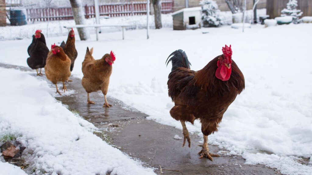 How to Reduce Stress in Chickens and Ducks During Winter Colin Can