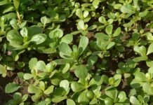 Know Your Weeds: Purslane