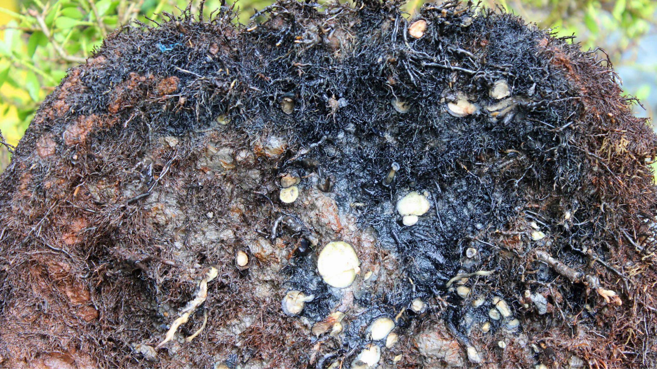 Root Col What is Root Rot? - Colin Can Help Library