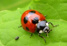 Natural Ways to Repel Beetles Without Harsh Chemicals