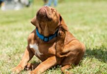 How to Naturally Repel Fleas from Your Pets and Home