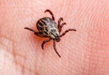 Natural Ways to Repel Ticks from Your Family and Pets