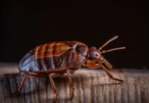How to Repel Bed Bugs Naturally: A Safer Approach
