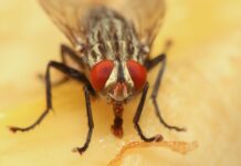 How to Repel Flies Naturally: Tips and Recipes