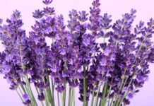 Why Won’t My Lavender Seeds Grow?