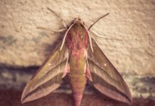 Moth-Proof Your Clothes Naturally with Essential Oils