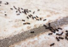 How to Naturally Repel Ants from Your Home