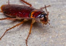 Keep Cockroaches Out: Natural Repellents That Work
