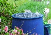 Rainwater Collection: A Green Solution for Homeowners and Businesses