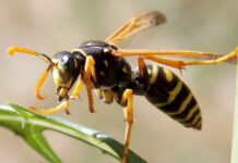 How to Repel Wasps Naturally and Safely