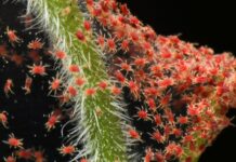 Understanding Spider Mites